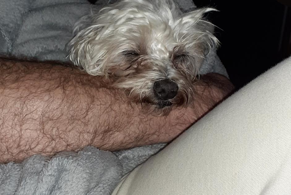 Fundmeldung Hund  Männliche Neuville-sur-Sarthe Frankreich
