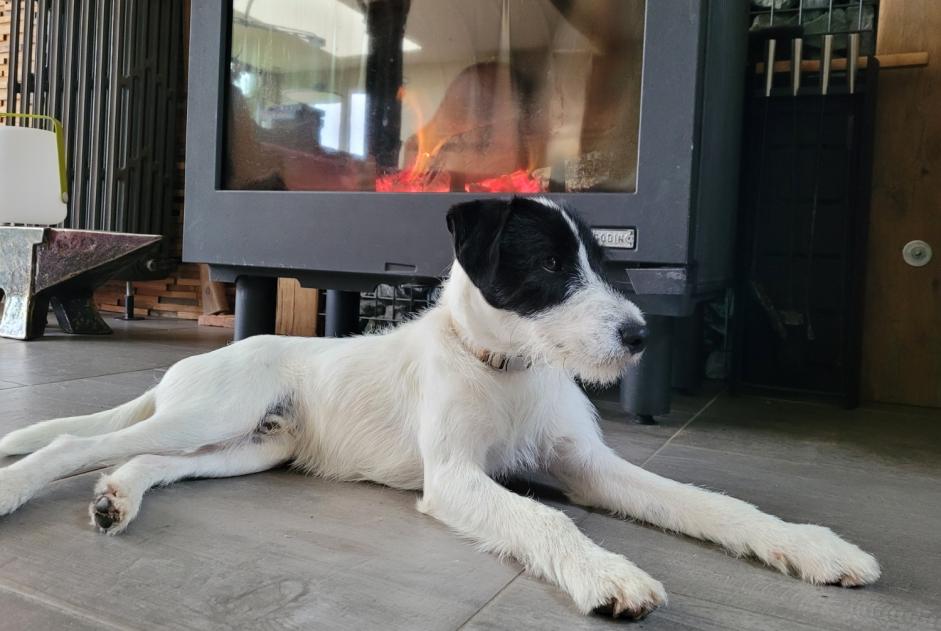 Vermisstmeldung Hund  Männliche , 0 jahre Le Mans Frankreich