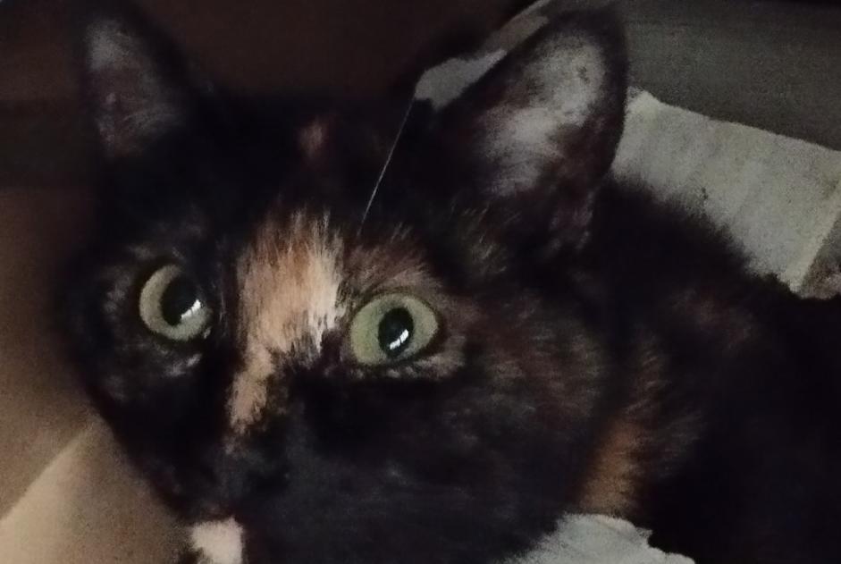 Fundmeldung Katze Weiblich Bernay-Neuvy-en-Champagne Frankreich