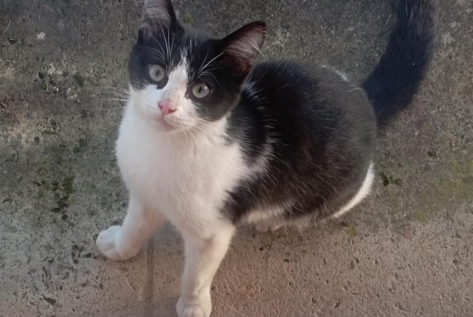 Fundmeldung Katze Männliche Rouez Frankreich