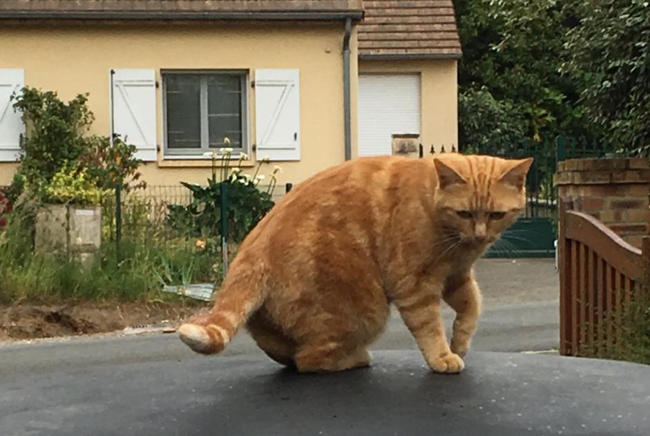 Vermisstmeldung Katze Weiblich , 3 jahre Parigné-l'Évêque Frankreich