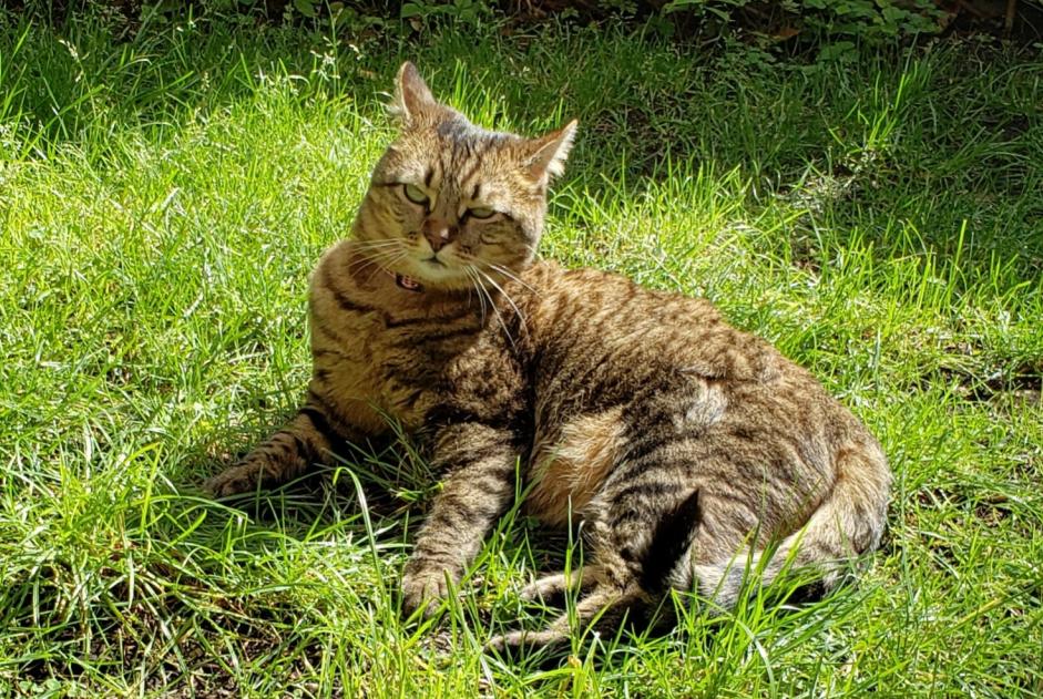 Disappearance alert Cat miscegenation Female , 7 years Pruillé-le-Chétif France