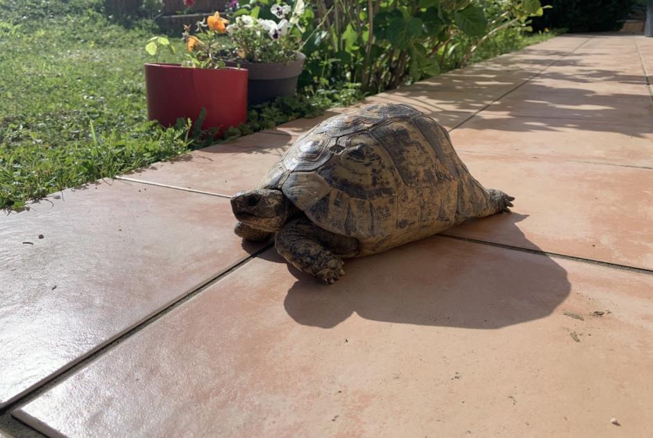 Discovery alert Tortoise Unknown Valencin France