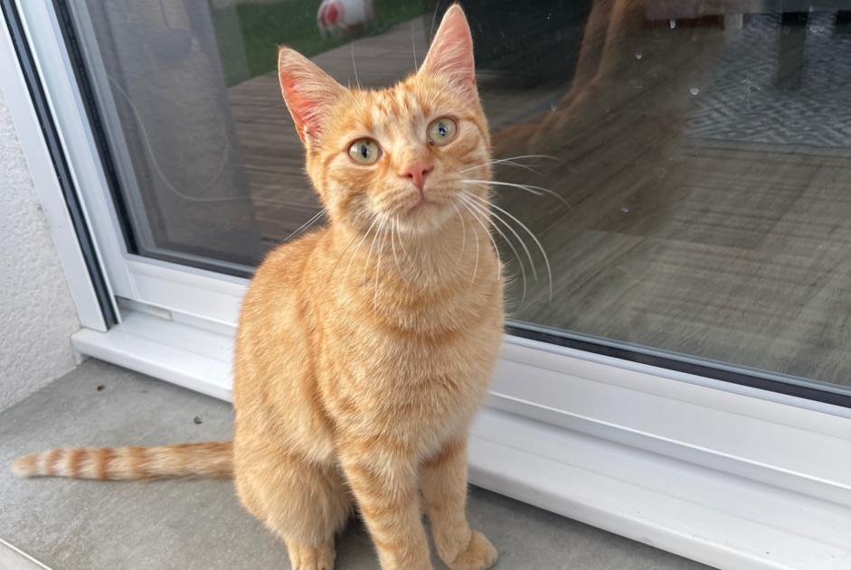 Alerta de Hallazgo Gato Desconocido La Ferté-Bernard Francia