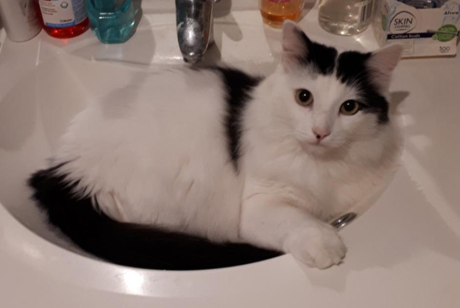 Alerte Disparition Chat croisement Mâle , 2 ans Neuville-sur-Sarthe France
