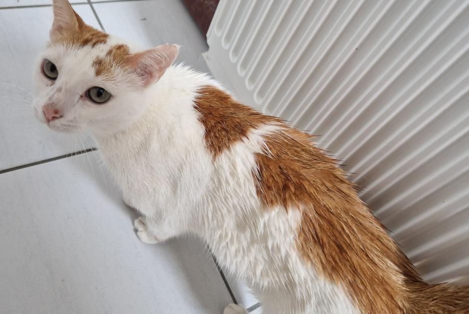 Alerte Disparition Chat Mâle , 4 ans Coulaines France