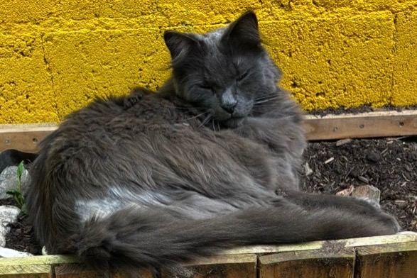 Alerte Disparition Chat croisement Mâle , 5 ans Le Mans France