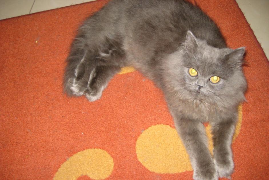 Alerte Disparition Chat Mâle , 10 ans Sceaux-sur-Huisne France Alerte Disparition Chat Mâle , 10 ans Sceaux-sur-Huisne France