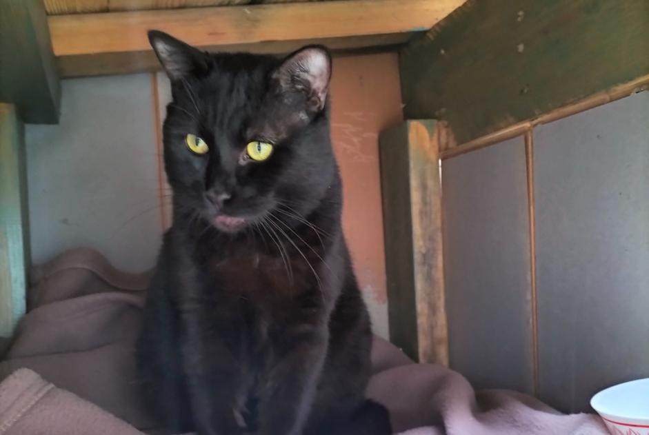 Alerte Disparition Chat Mâle , 3 ans Bonnétable France Alerte Disparition Chat Mâle , 3 ans Bonnétable France