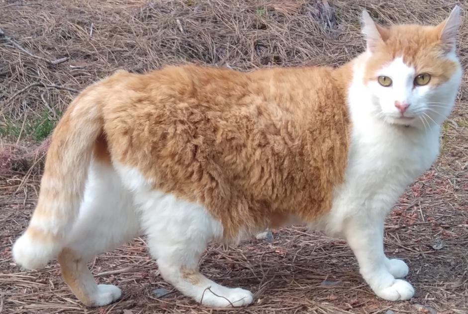 Alerte Disparition Chat Mâle , 14 ans Saint-Mars-d'Outillé France Alerte Disparition Chat Mâle , 14 ans Saint-Mars-d'Outillé France