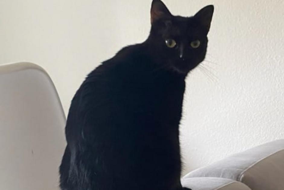 Alerte Disparition Chat Mâle , 2 ans Le Mans France Alerte Disparition Chat Mâle , 2 ans Le Mans France