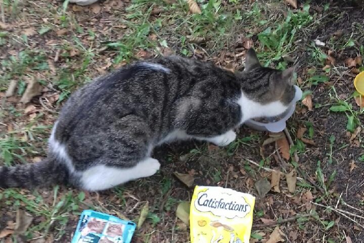 Alerte Découverte Chat  Mâle Bazouges Cré sur Loir France