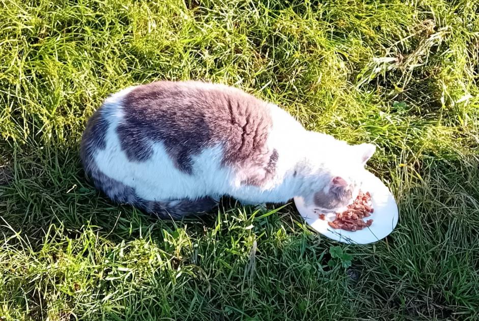 Alerte Découverte Chat Mâle Gréez-sur-Roc France