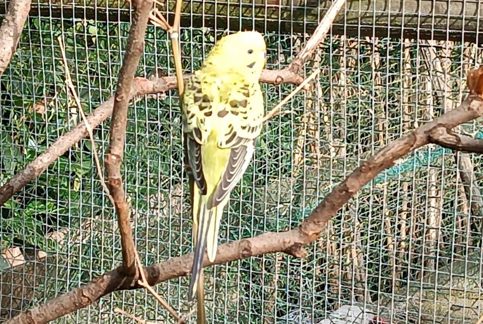 Alerte Découverte Oiseau Mâle Beillé France