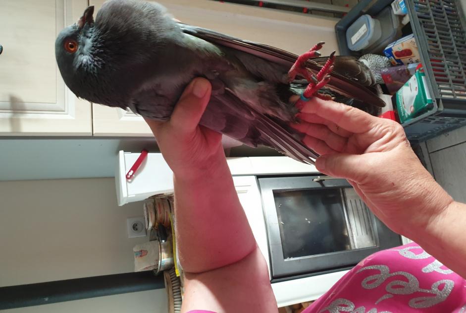 Alerte Découverte Oiseau Inconnu Oizé France